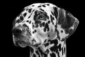 black-and-white-view-dog-animal-fur-mammal-730892-pxhere.com